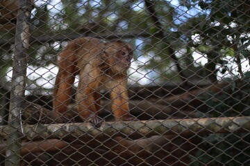 Monkey on the grid
