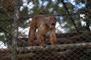 Monkey with open mouth