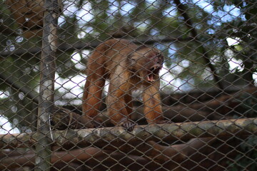 Monkey yawning