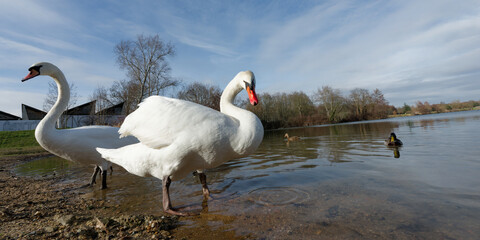 Cygne