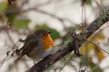  rouge-gorge - erithacus rubecula -passereau