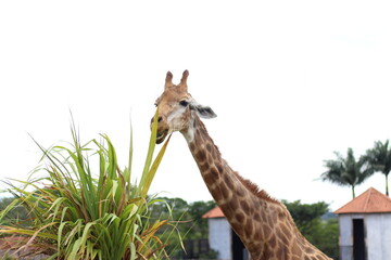 Giraffe eating leaves