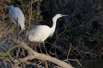 aigrette garzette