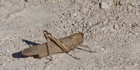 Locusta migratoria - Criquet migrateur