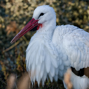 cigogne blanche - ciconia ciconia