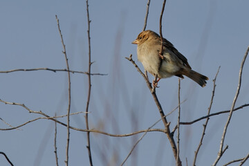 moineau cisalpin - passer italiae
