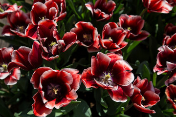 Tulip