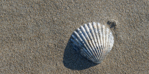 sable et coquillage