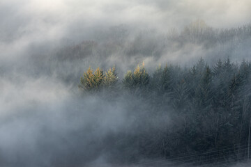 Trees and mist. Bamford Edge landscape vignette in the Peak District National Park, UK.