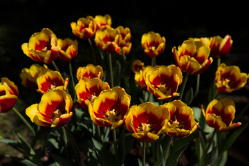 Tulip