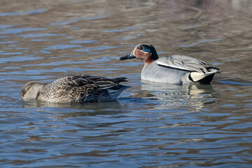 sarcelle d'hiver, anas crecca