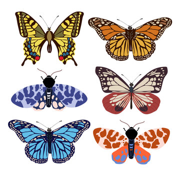 Collection of elegant exotic butterflies and moths isolated on white background. Set of tropical flying insects with colorful wings. Set of decorative design elements. Flat vector illustration.