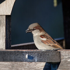 moineau cisalpin - passer italiae