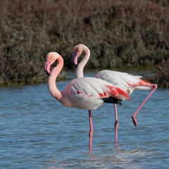  flamant rose - phoenicopterus roseus