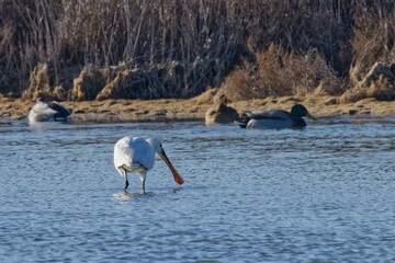 spatule blanche - platalea leucorodia