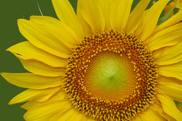 Yellow sunflower with green background