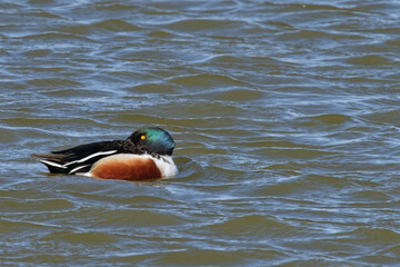 canard souchet - spatula clypeata