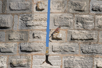 faucon cr&eacute;cerelle