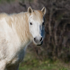 Fototapeta premium chevaux de camargue 