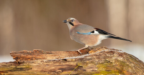 Eurasian Jay - in winter near the wetland at the wet forest