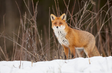Red fox - Vulpes vulpes - in the wet forest in winter