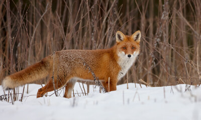 Red fox - Vulpes vulpes - in the wet forest in winter
