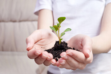 Close-up of a girl holding a young fresh sprout green plant in palm of her hand