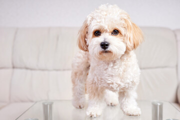 Portrait of a beige Maltipoo puppy stands on a glass table in the room