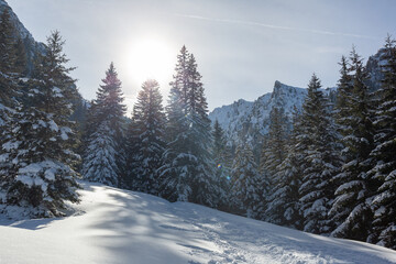 Beautiful winter landscape with snow covered trees.