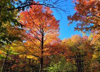 autumn in the forest