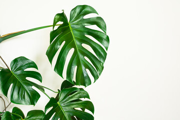 Beautiful leaves of Swiss cheese plant or Monstera deliciosa close-up on the light background, urban jungle concept, tropical leaves background with copy space