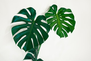 Beautiful Swiss cheese plant or Monstera deliciosa close-up on the light background, urban jungle and minimalism concept, tropical leaves background