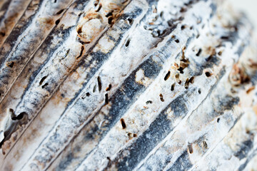 A macro shot of a seashell as a natural background, shallow DOF