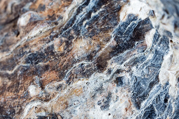 An oyster shell macro shot as a natural background, shallow DOF