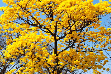 flowering yellow ipe tree