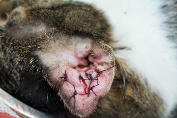 close-up photo of a cat with othematoma surgery