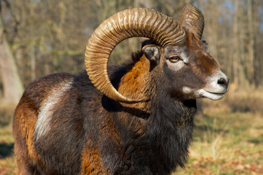 mouflon ram with large horns stands in a meadow on an a sunny day