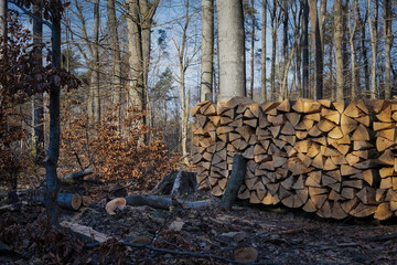 Buchen im Wald, Holzeinschlag, Brennholzpolter, schöne Stimmung mit Sonne