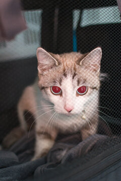cat with red eyes at the veterinary clinic