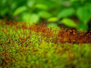 Red and orange fungus sprouts and moss on a log