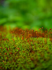 Orange fungus sprouts and moss on a log