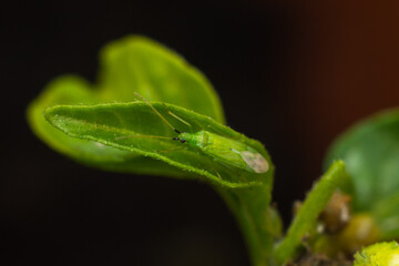 macro photo of aphids on the leaf