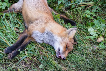 close-up photo of a dead red  fox on the street after car accident