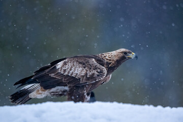 Golden eagle in snowfall with forest background