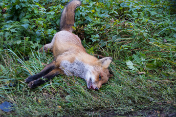 close-up photo of a dead red  fox on the street after car accident