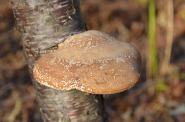 Tree fungus on a tree trunk. Plant parasite. Forest and nature. Wildlife macro. Photo closeup