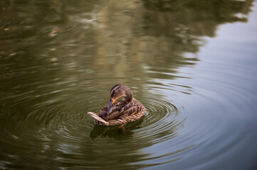 female duck swims in a pond and cleans feathers, summer day