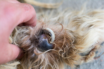 close-up photo of a dog with ingrown toenail