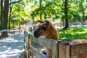Lama at the zoo near fence