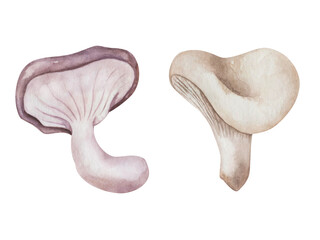 Watercolor illustration. Hand painted mushrooms in grey, beige, white, violet colors. Milk mushrooms. Edible fungus. Forest plant. Isolated food clip art for autumn fabric textile, prints, posters